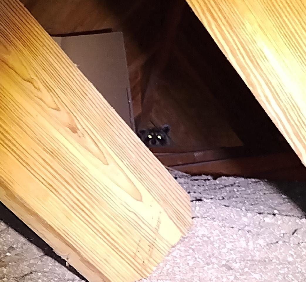 A cat is looking out of a hole in the ceiling