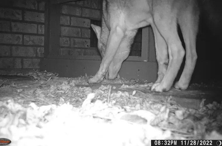 A black and white photo of a dog sniffing the ground.