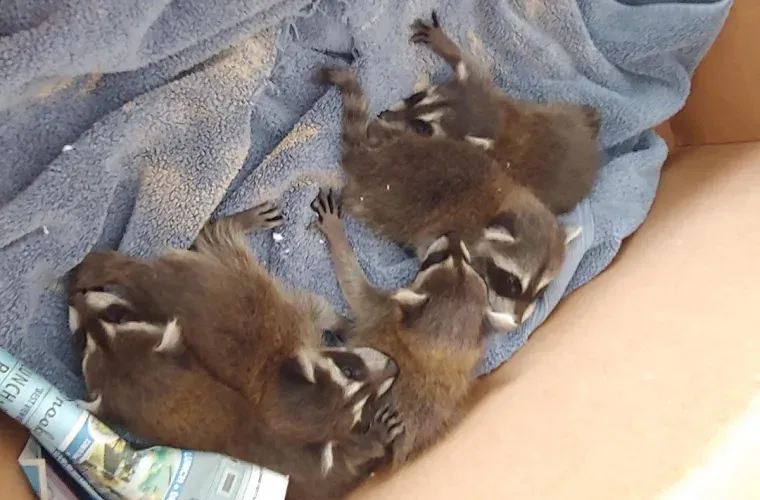 A group of raccoons laying on a blue blanket