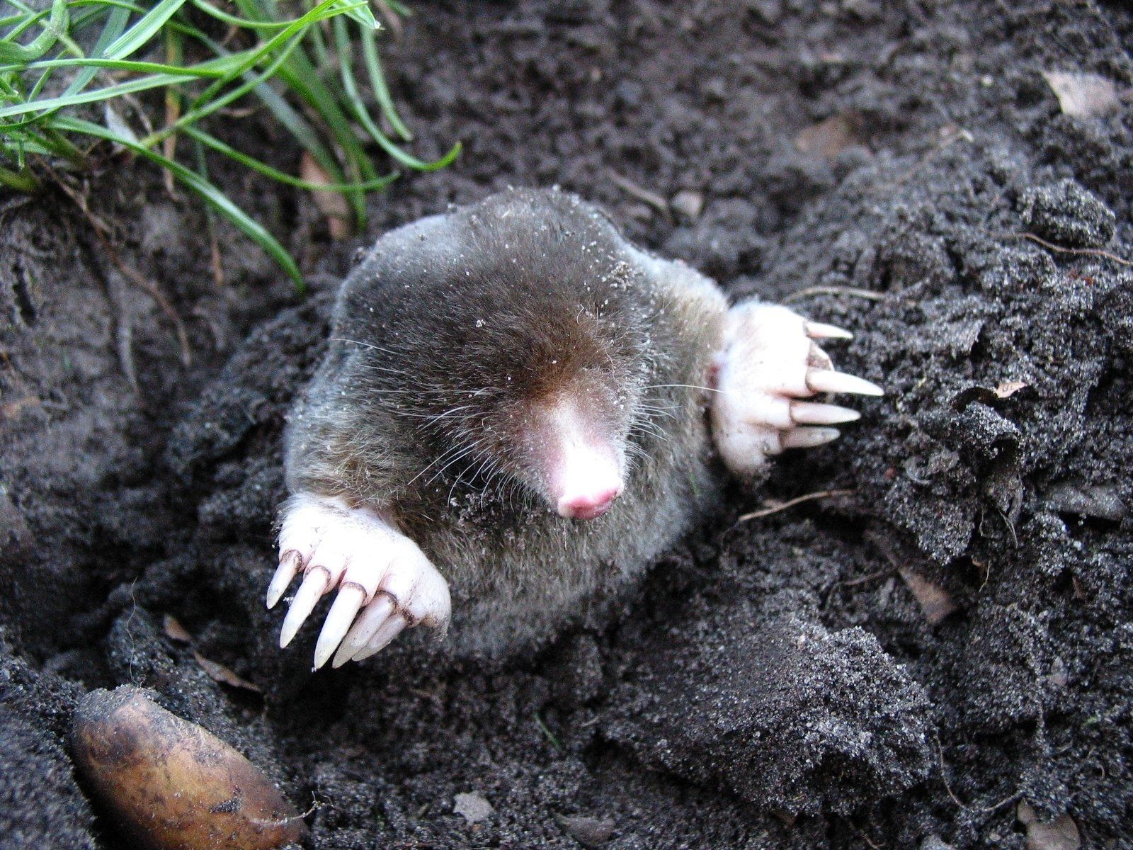 A small mole is sticking its head out of a hole in the ground