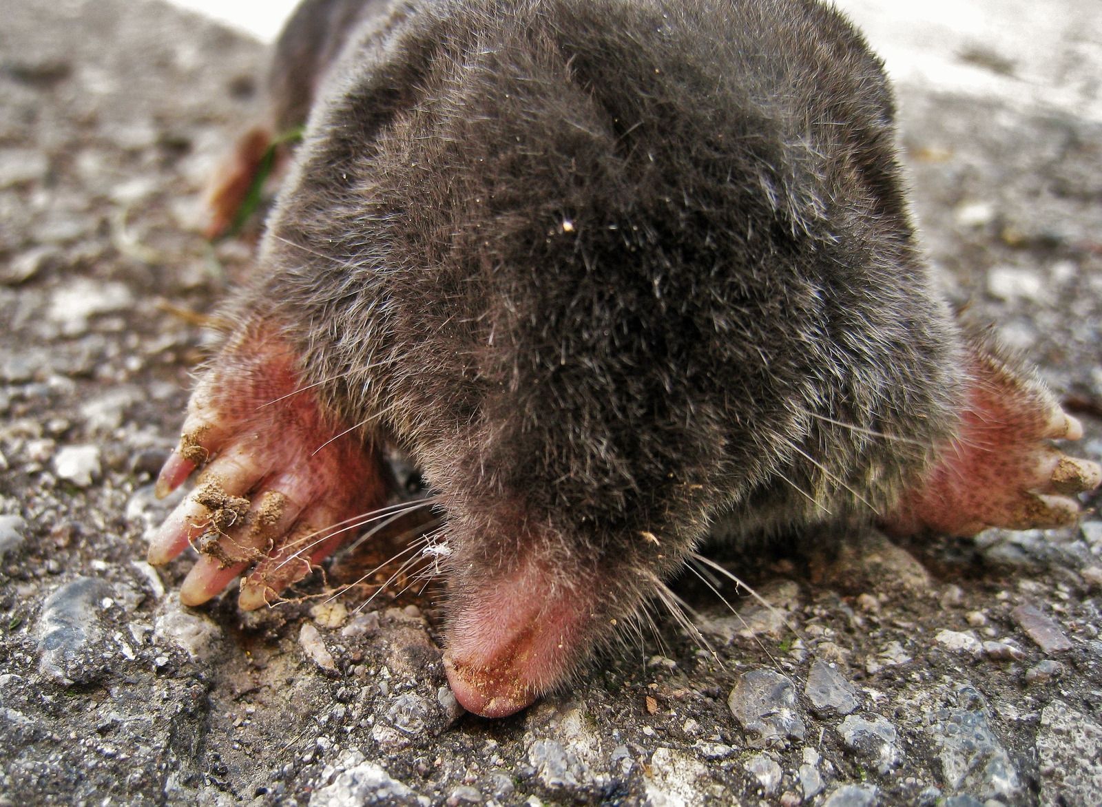 A close up of a mole laying on the ground.