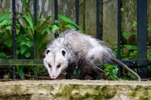 A raccoon is sitting in a wire cage.