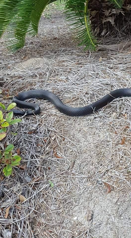 A black snake is crawling on the ground near a palm tree.