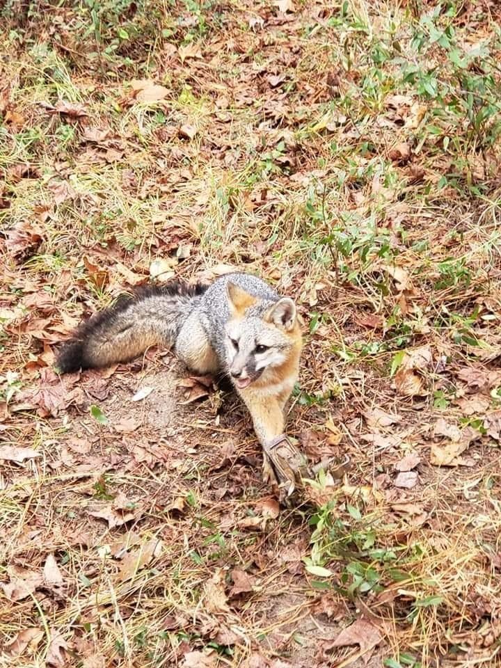 A fox is standing in the grass looking at the camera.