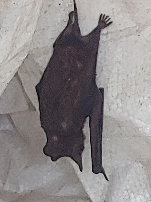 A bat is hanging upside down from the ceiling of a cave.