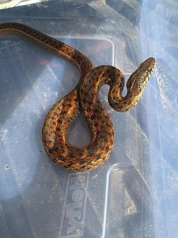 A snake is laying in a clear plastic container.