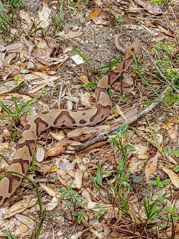 A snake is laying on the ground surrounded by leaves and grass.