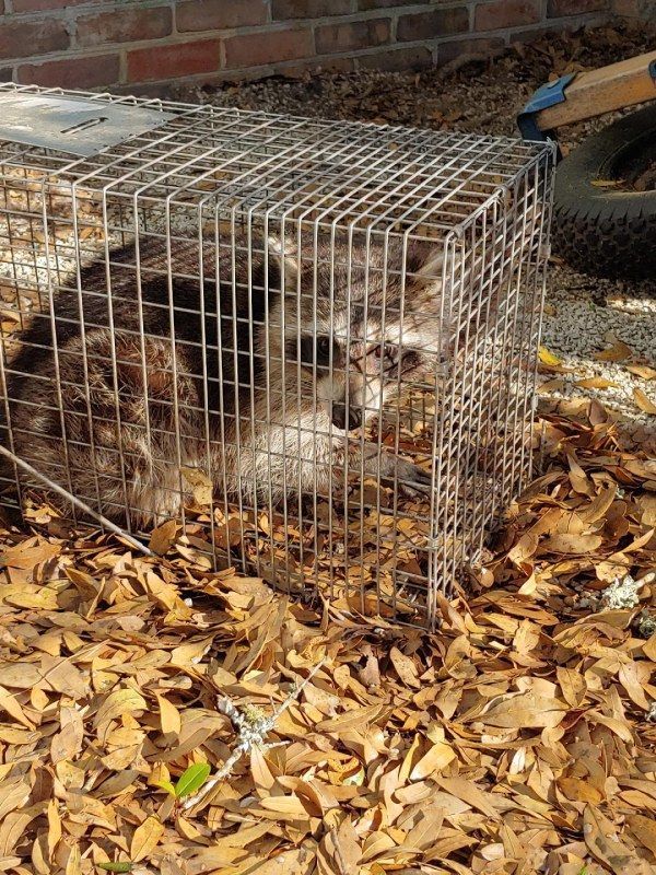 A raccoon is in a cage surrounded by leaves.