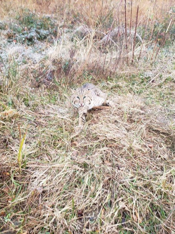 A turtle is laying in the grass in a field.