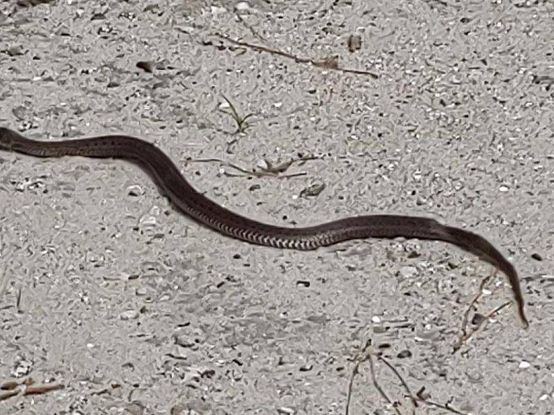 A black snake is crawling on the ground.