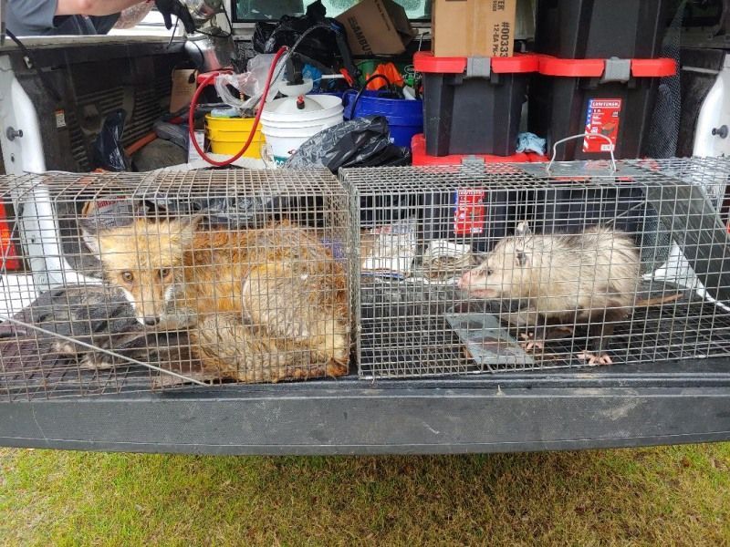 A fox and an opossum are in a cage in the back of a truck.