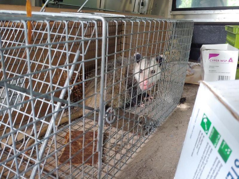 An opossum is in a wire cage next to a box that says ' opossum ' on it