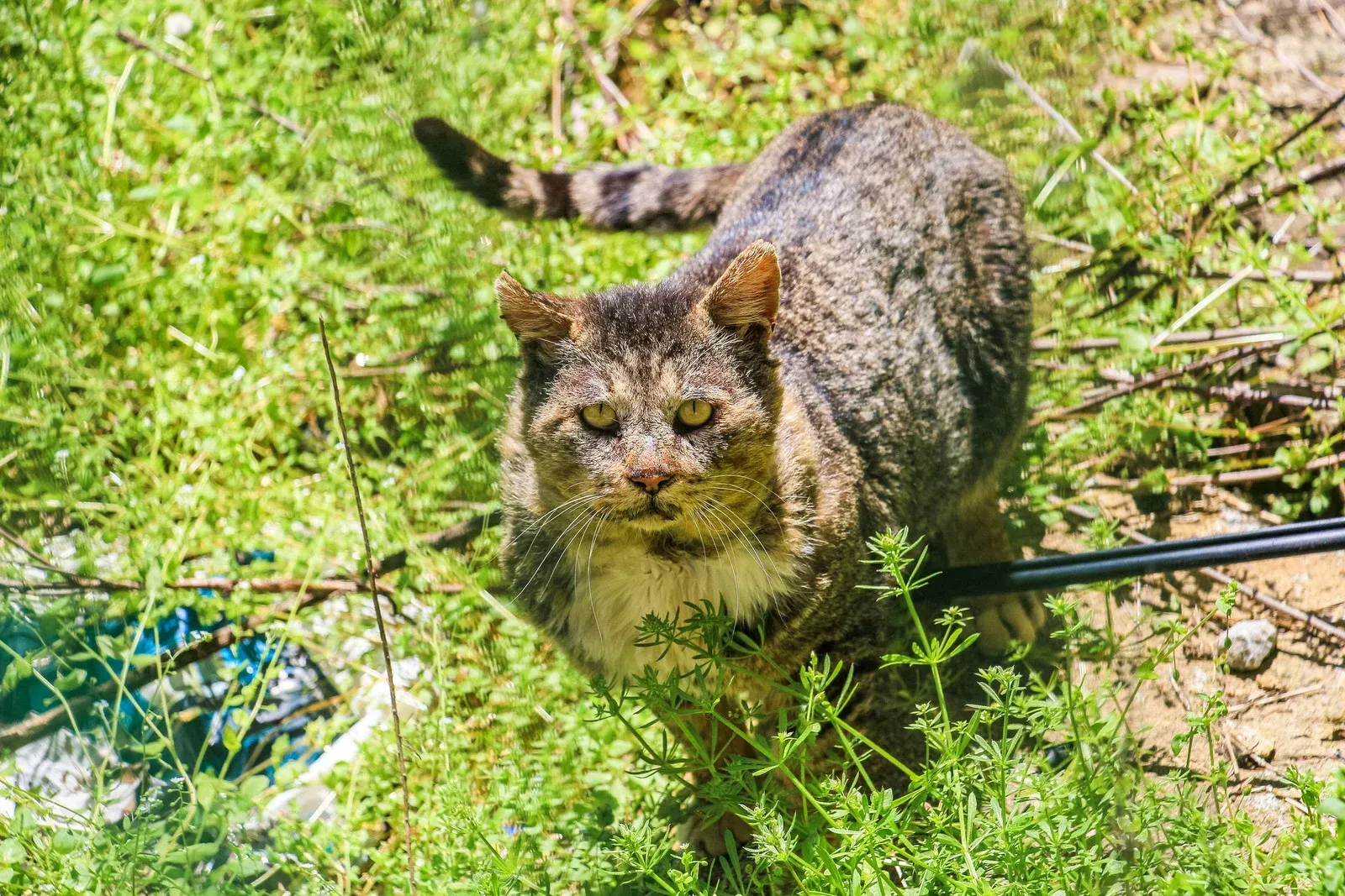 A cat is walking on a leash in the grass.