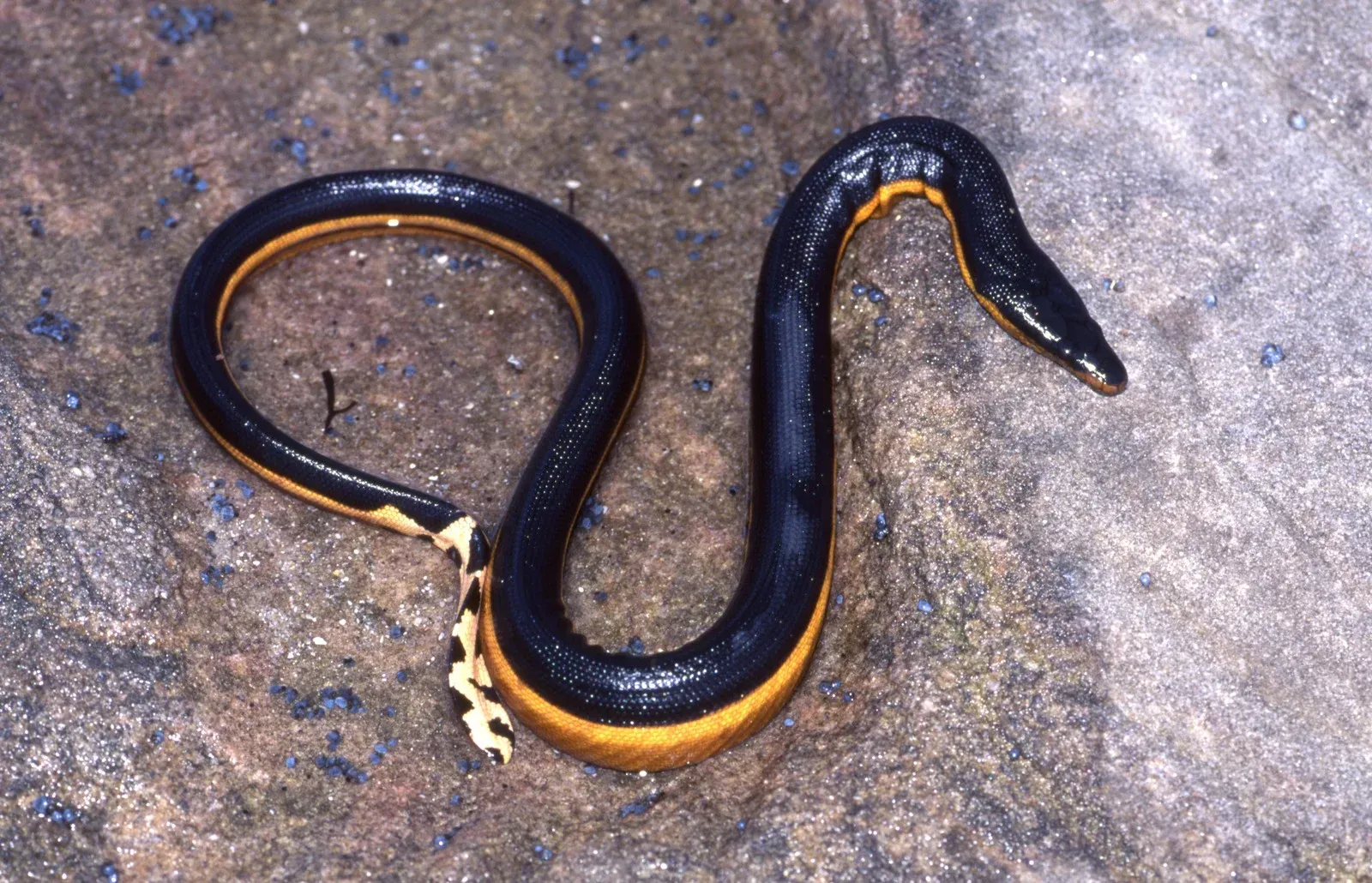 A black and yellow snake is laying on a rock.