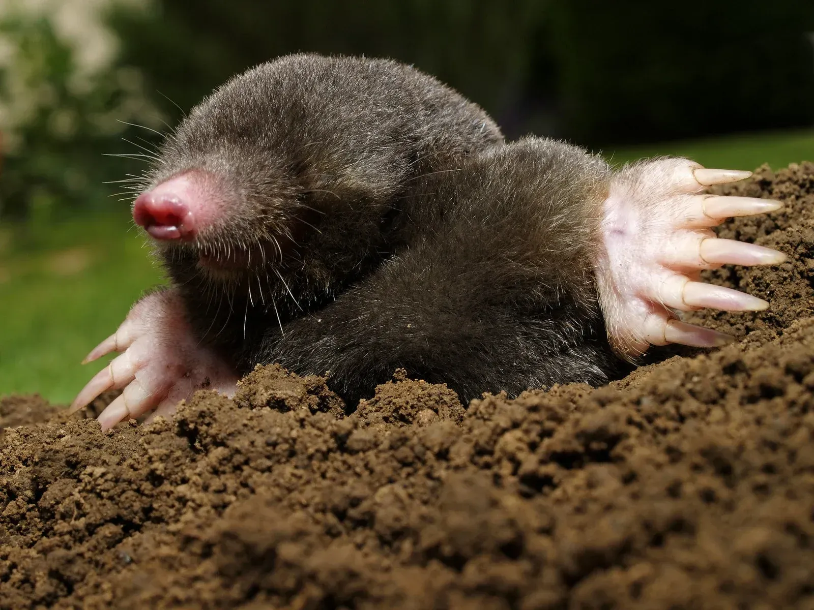 A mole is crawling out of a hole in the ground.