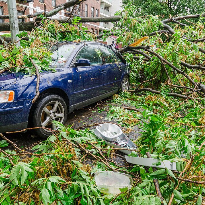 Fallen Tree On Car — Moulton, AL — Streamline Cutting LLC