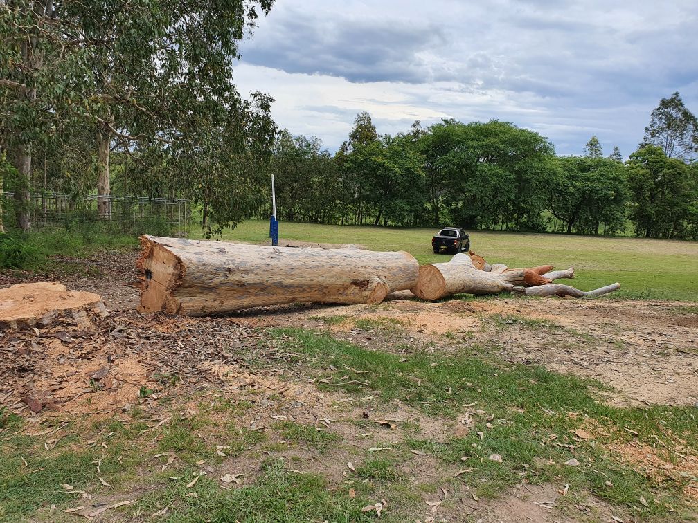 Sawing Tall Tree — Korora NSW — Limb-it-Less