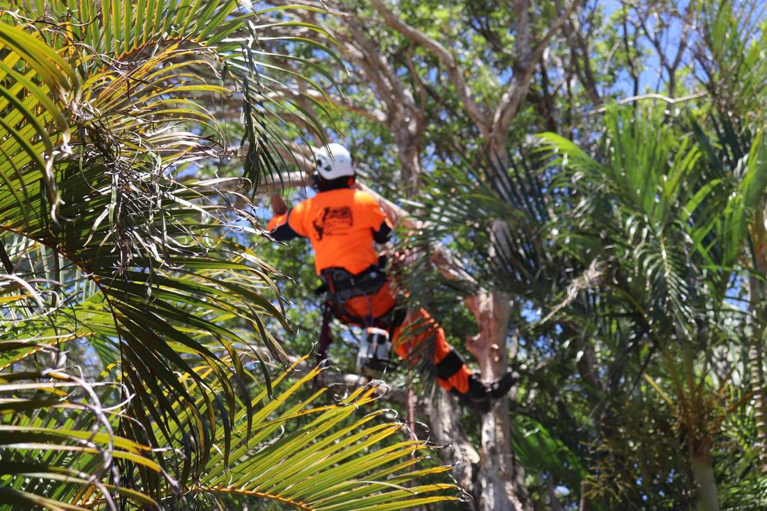 Tree Services — Korora NSW — Limb-it-Less