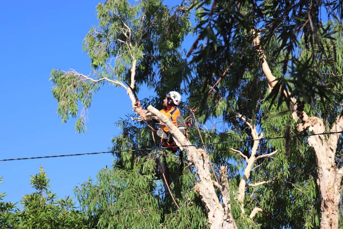 Man Cutting Tree — Korora NSW — Limb-it-Less