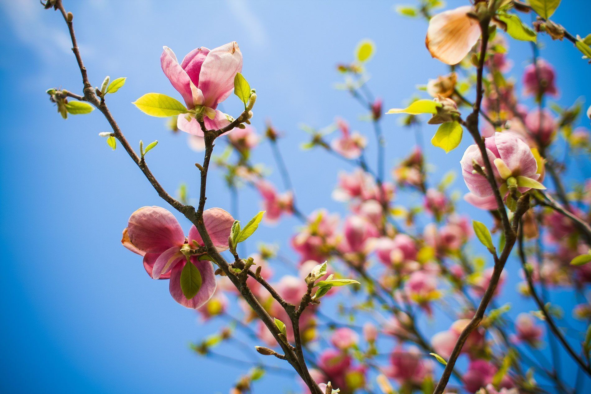Blooming pink flowers on a tree blue sky in the back drop 