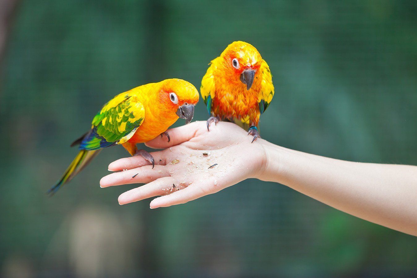 Two colorful birds are perched on a person 's hand.