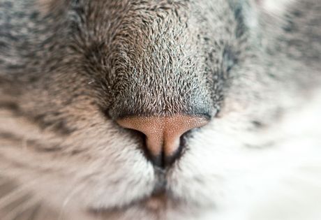 A closeup of a cat's nose at Beck 'n Call, cat boarding and daycare center in New Mexico