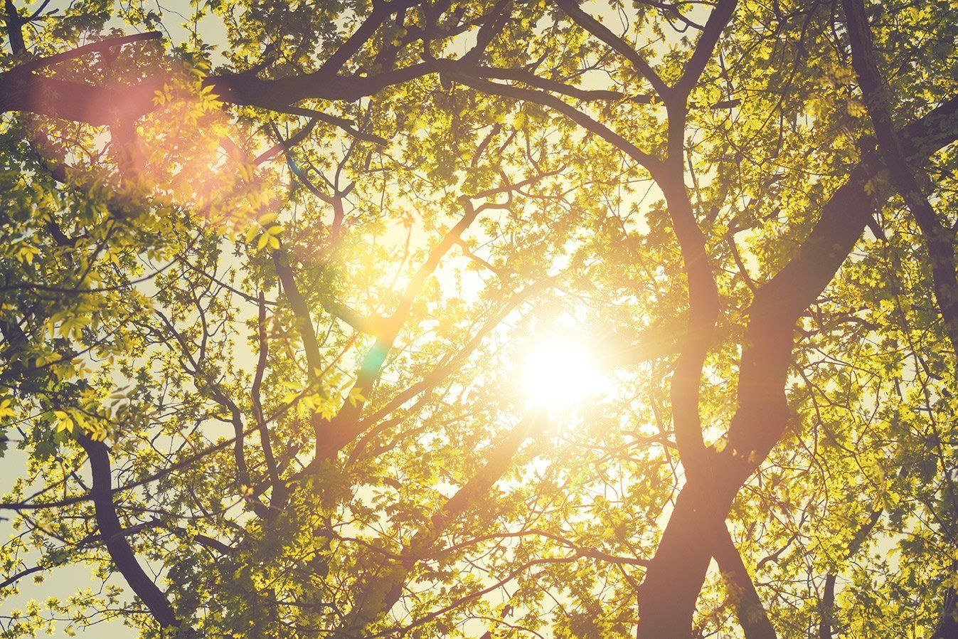 View of the sun through a canopy of trees in a forest