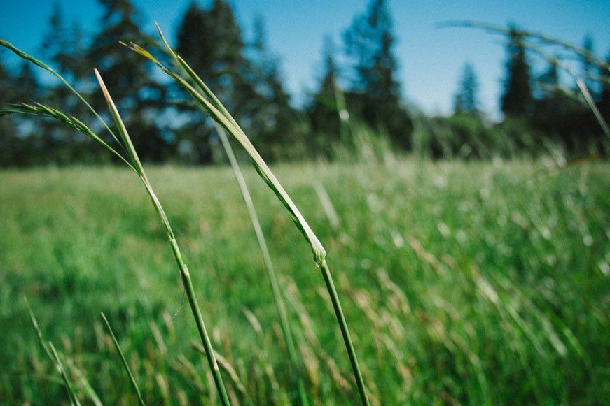 A close up of grass with a blue sky in the background