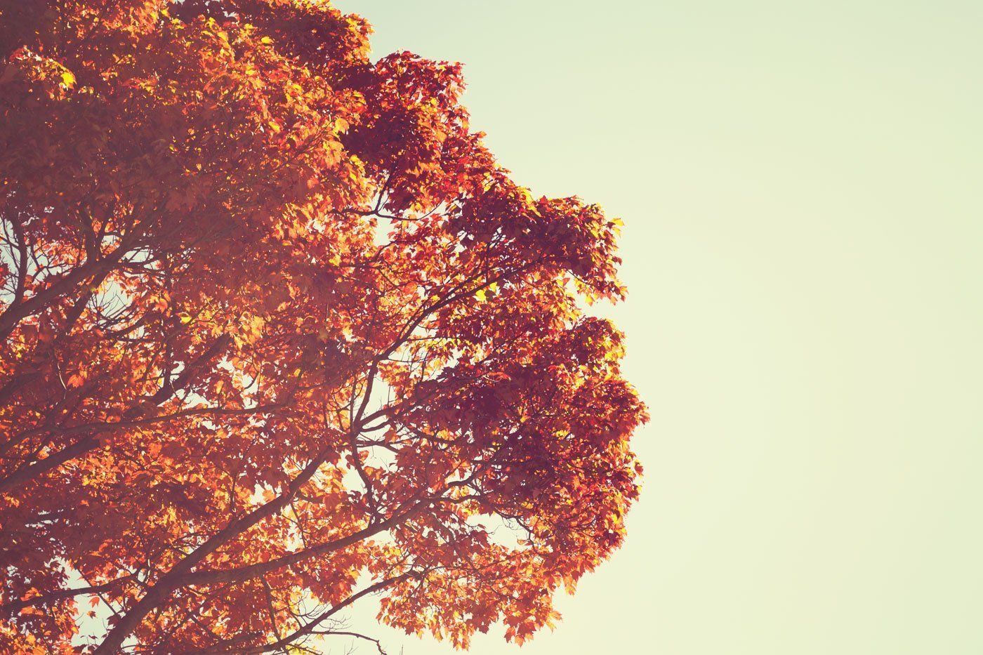 a tree with red leaves against a white sky