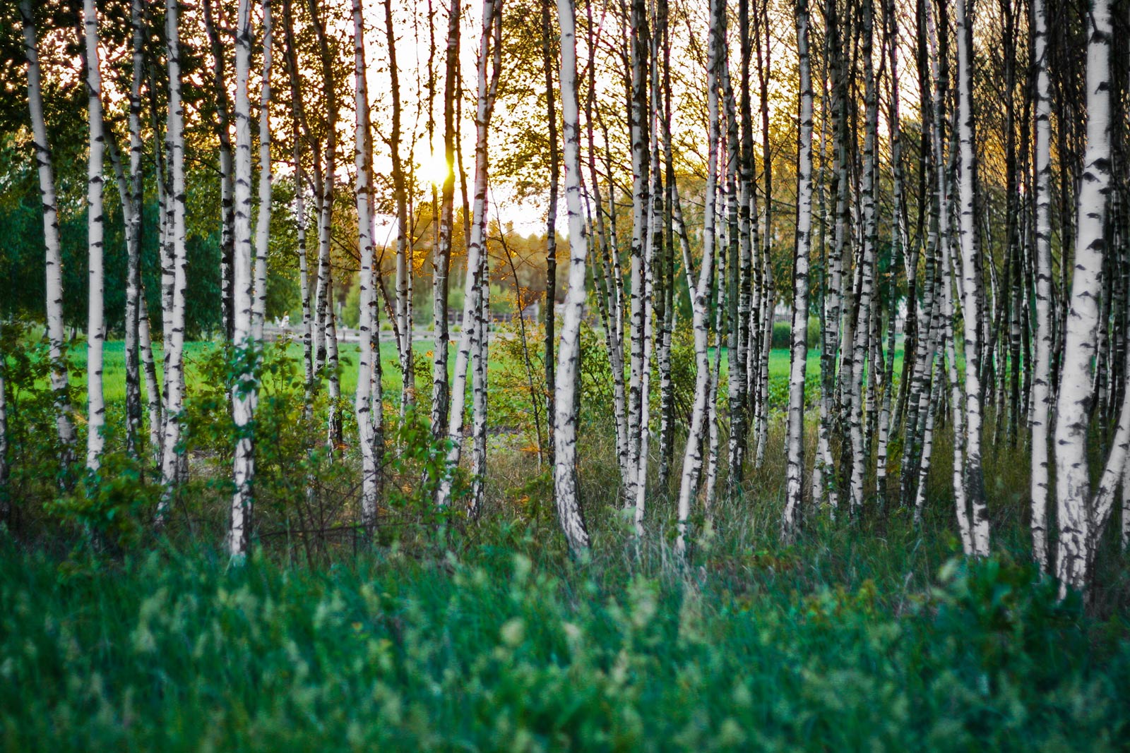 trees in flagstaff