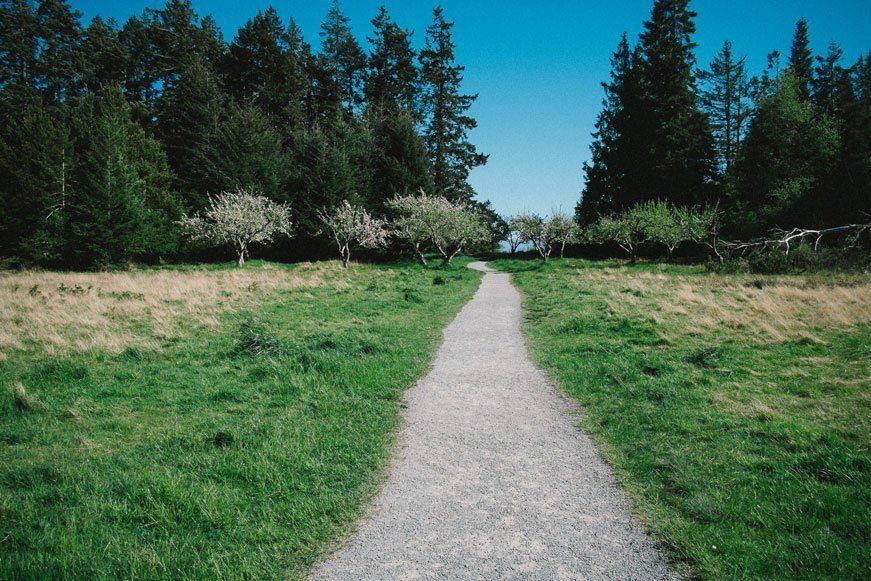 long narrow road into trees