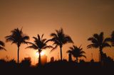 Palm trees at sunrise, colour picture