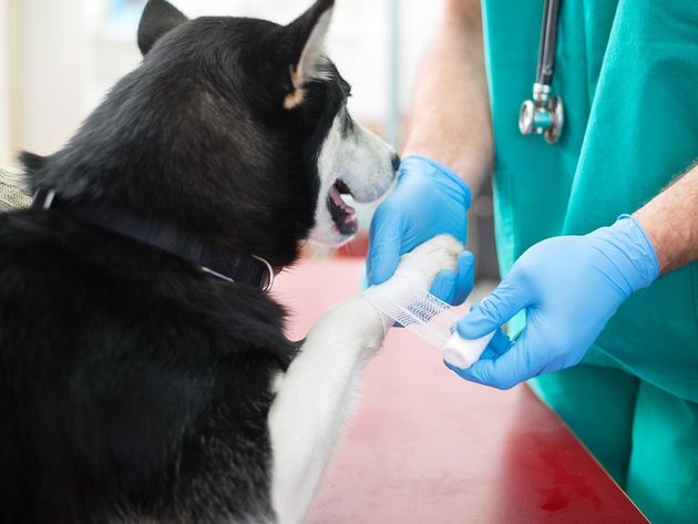 On the mend after visiting one of our veterinary surgeons