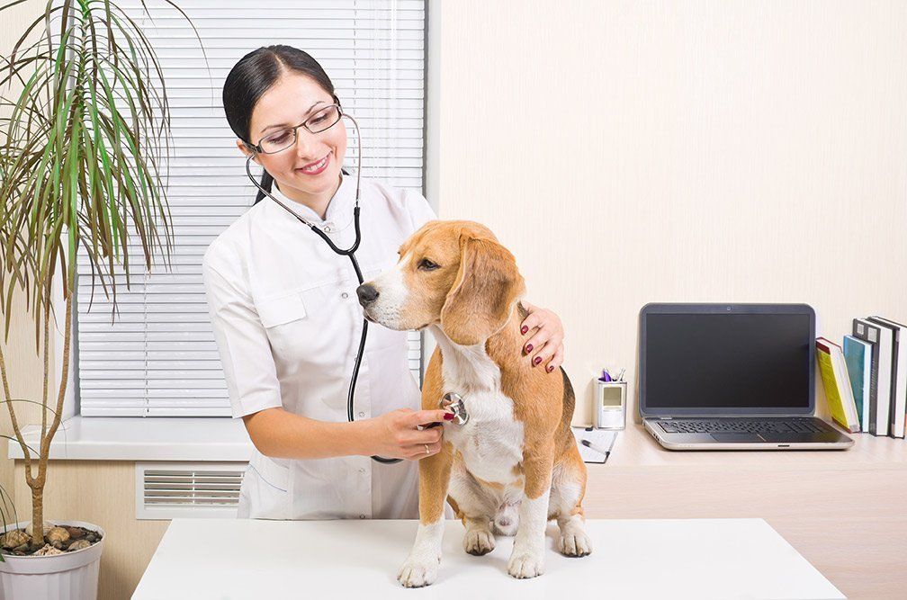 Cute dog getting a check up at vets office.