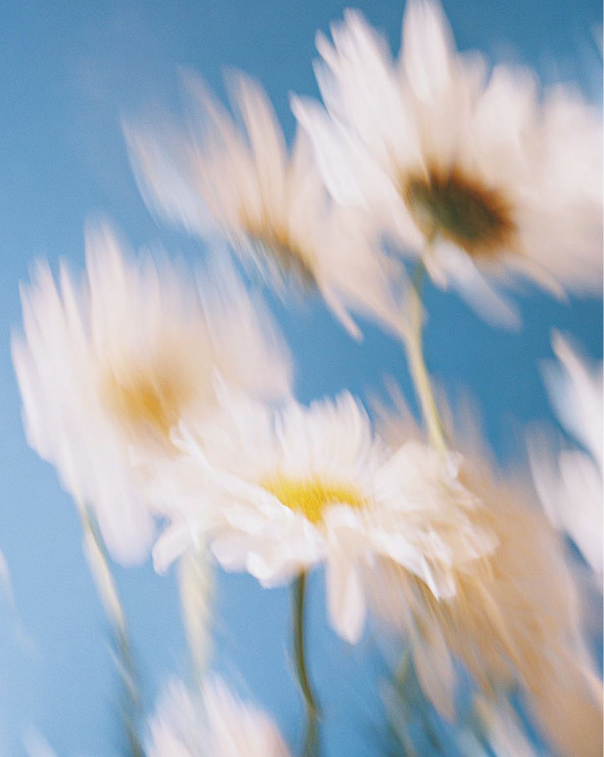 Soft-focus white daisies against a blue background, blurred as if moving in the wind