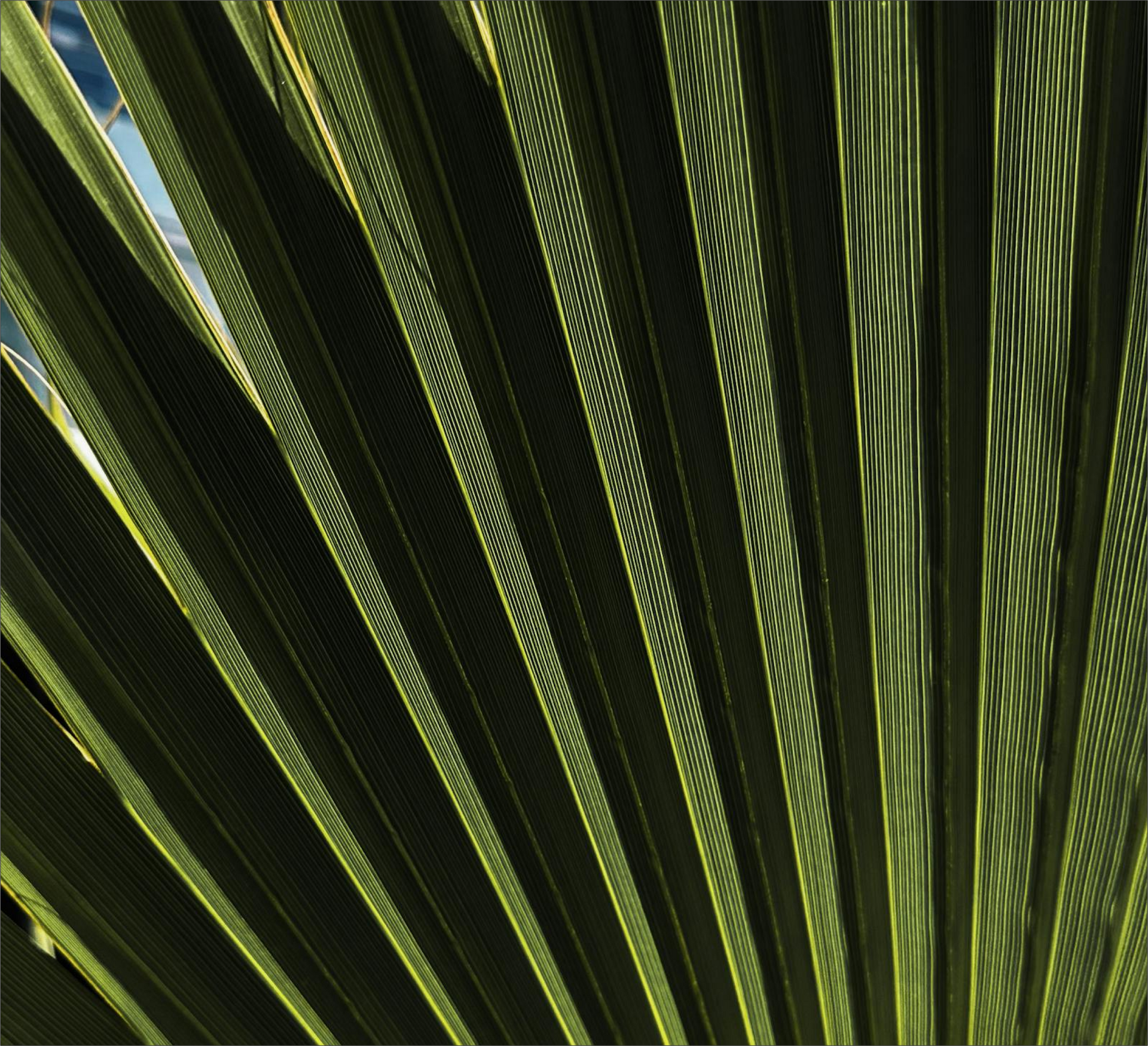 A close up of a palm tree leaf with a blue sky in the background