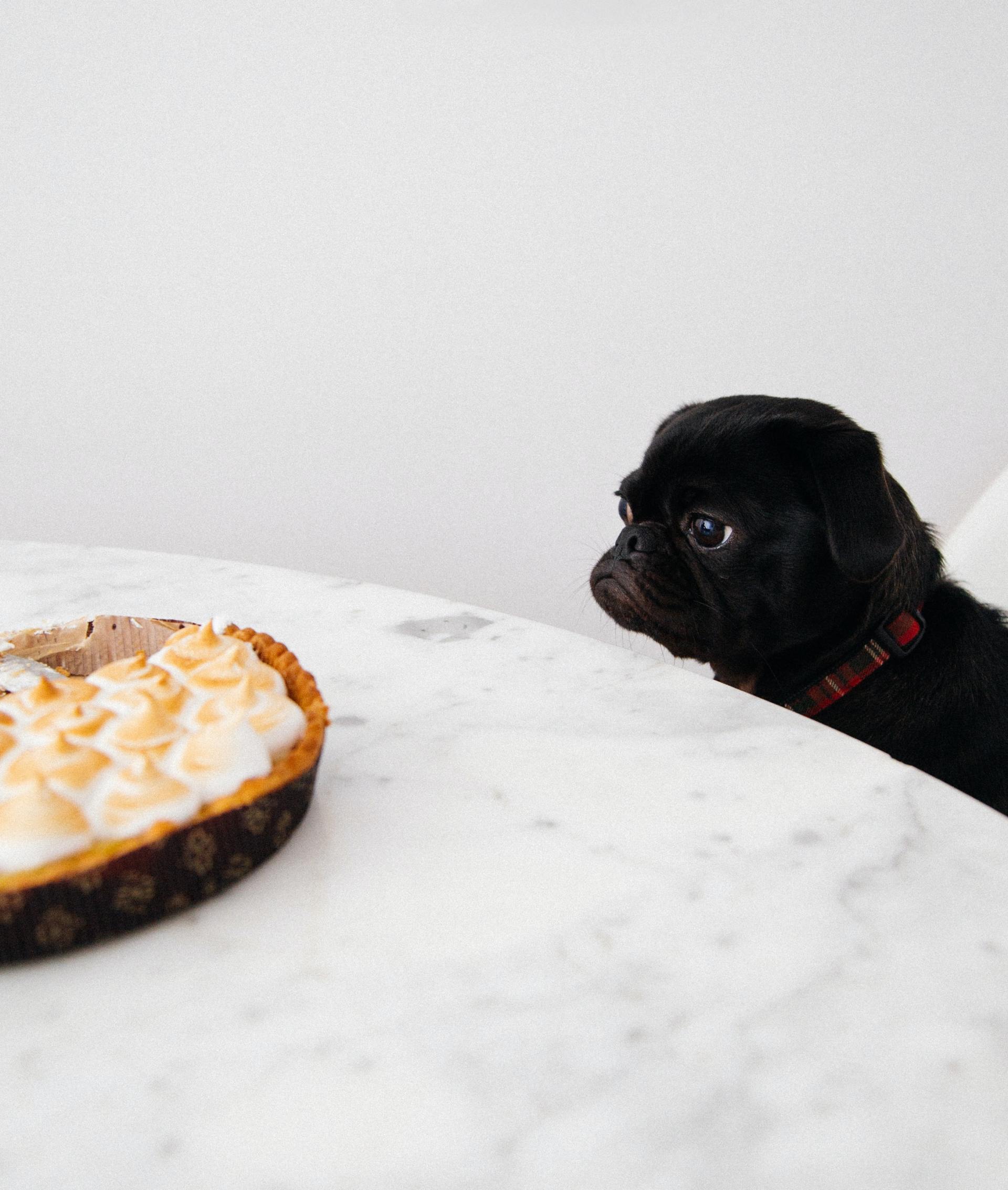Un perro pug negro mirando un pastel en una mesa.