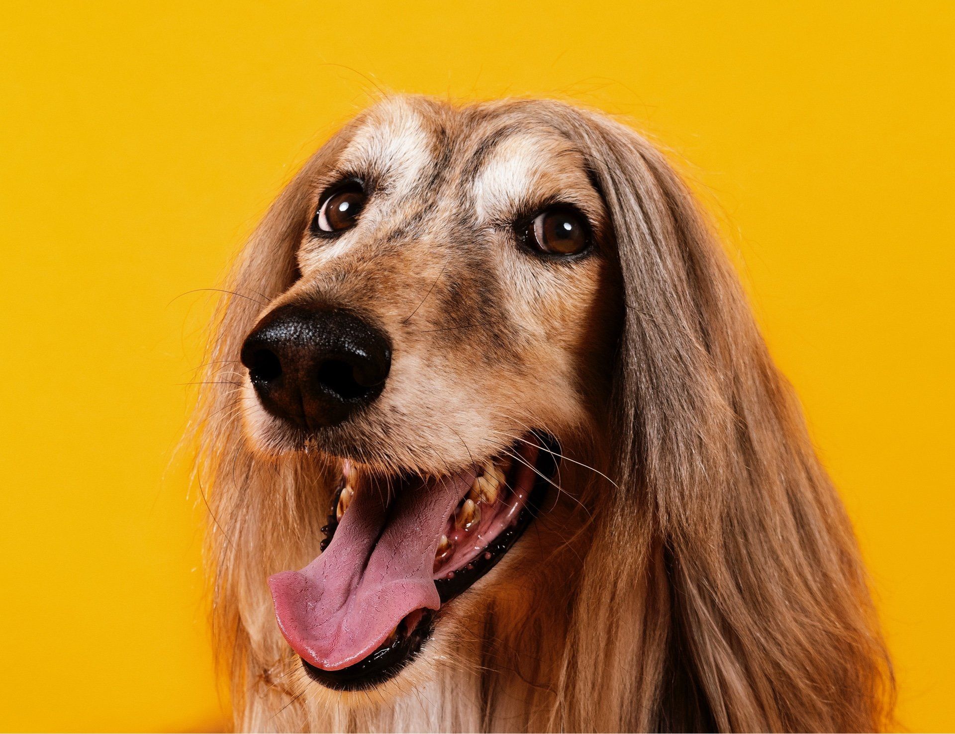 Un primer plano de un perro con la lengua afuera sobre un fondo amarillo.