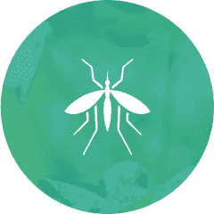 An icon of a mosquito on a green background.