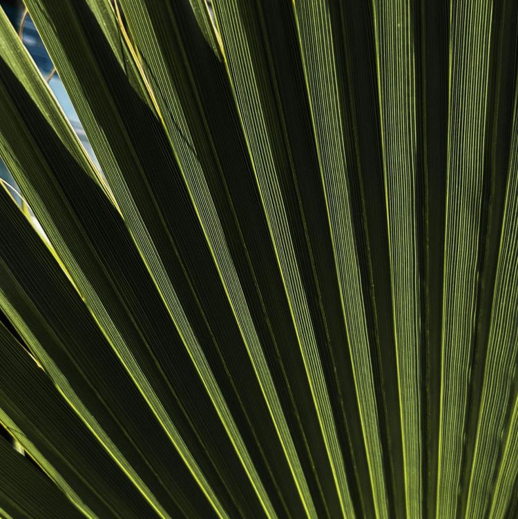 Close-up of green palm leaves fanning out in sunlight