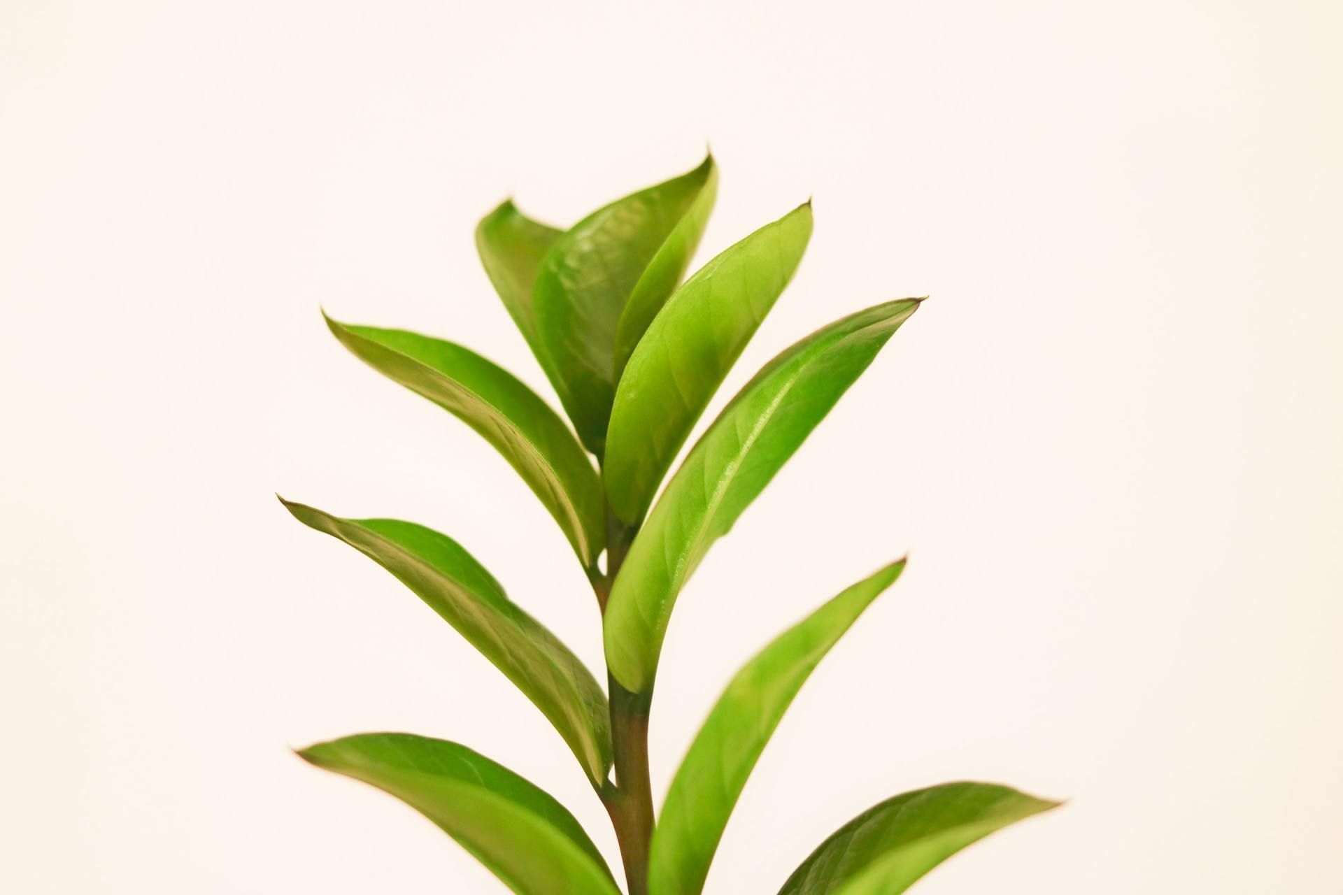 A close up of a plant with green leaves on a white background