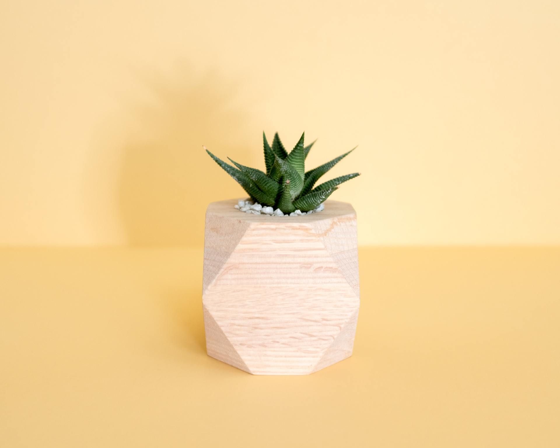 A small succulent plant in a wooden pot on a yellow background.