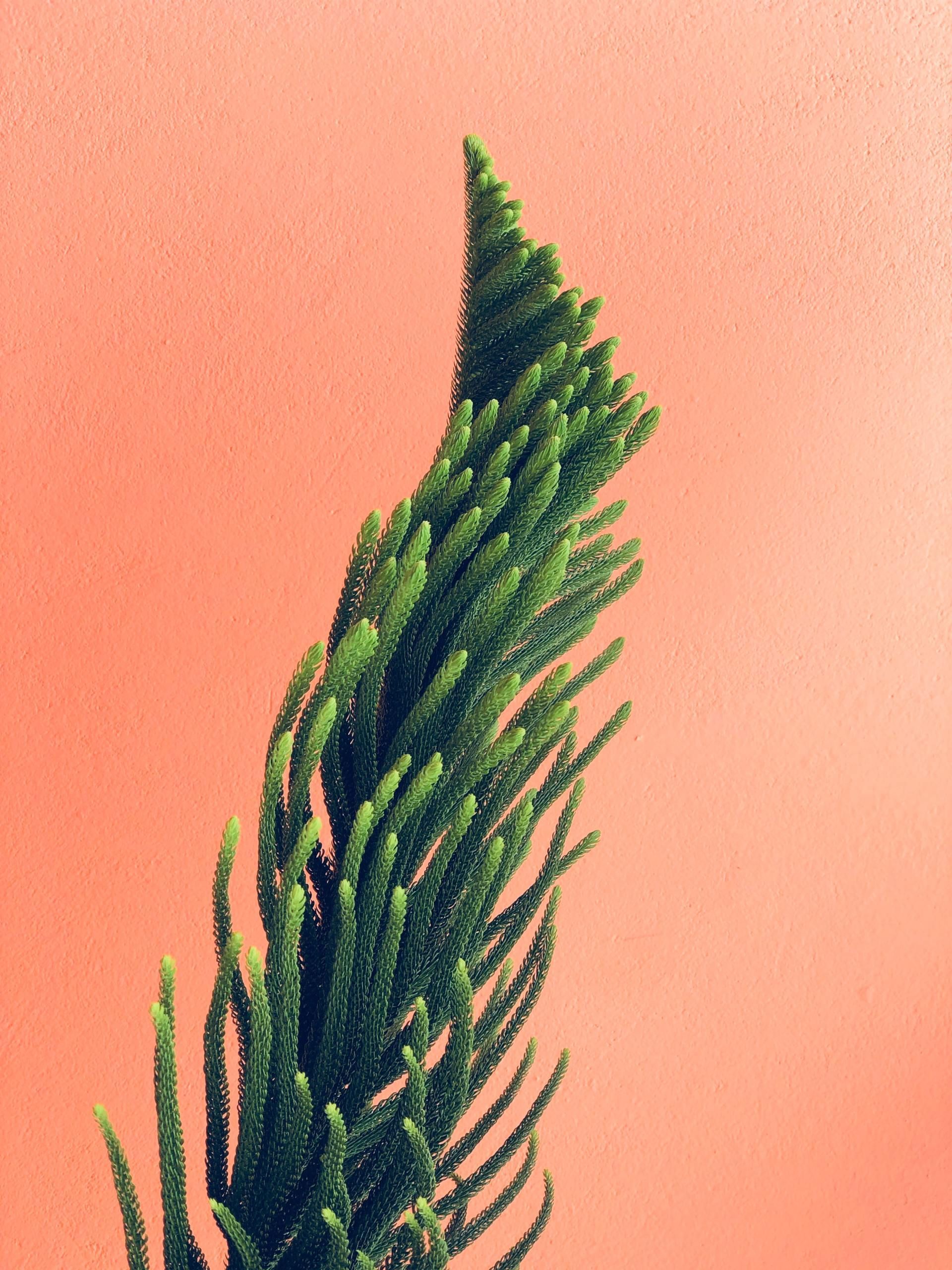 A close up of a green plant on a pink background.