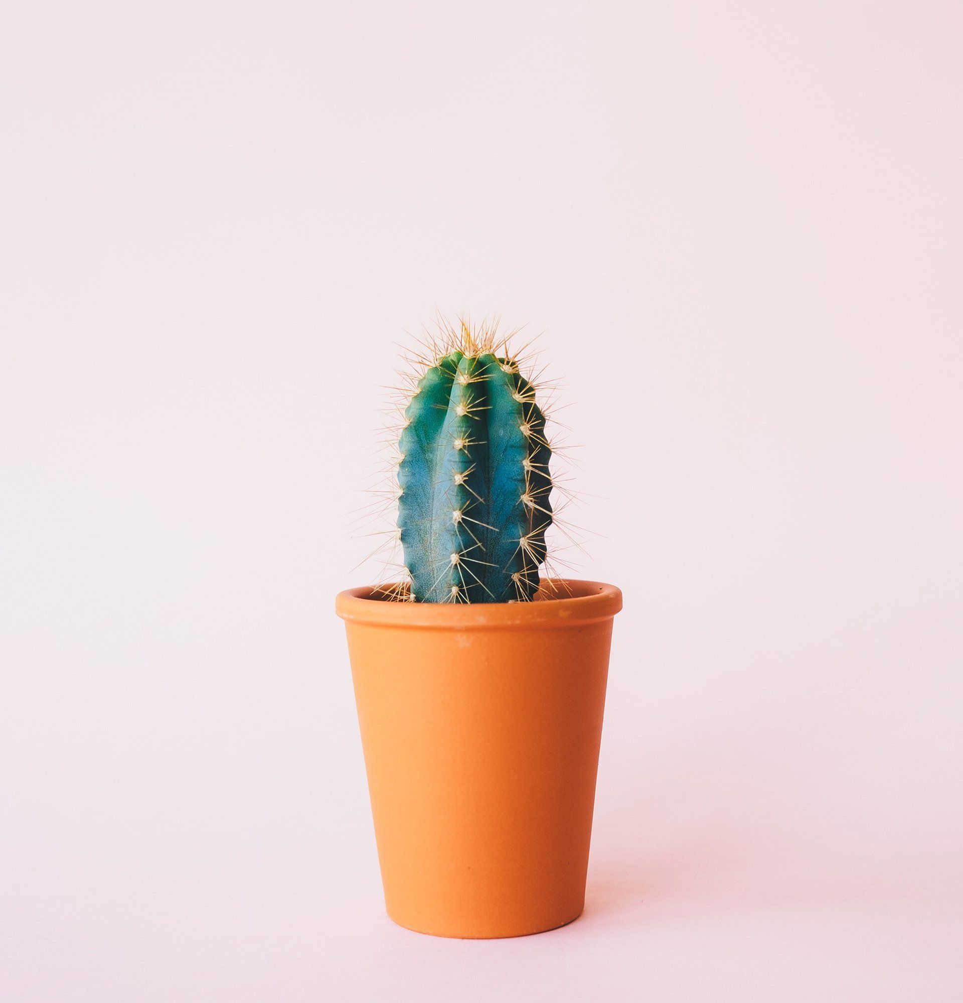 A small cactus in a brown pot on a pink background.