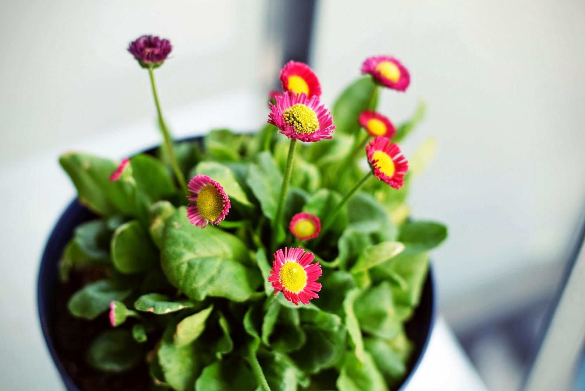 Pink and yellow daisy-like flowers in a pot, surrounded by green leaves.