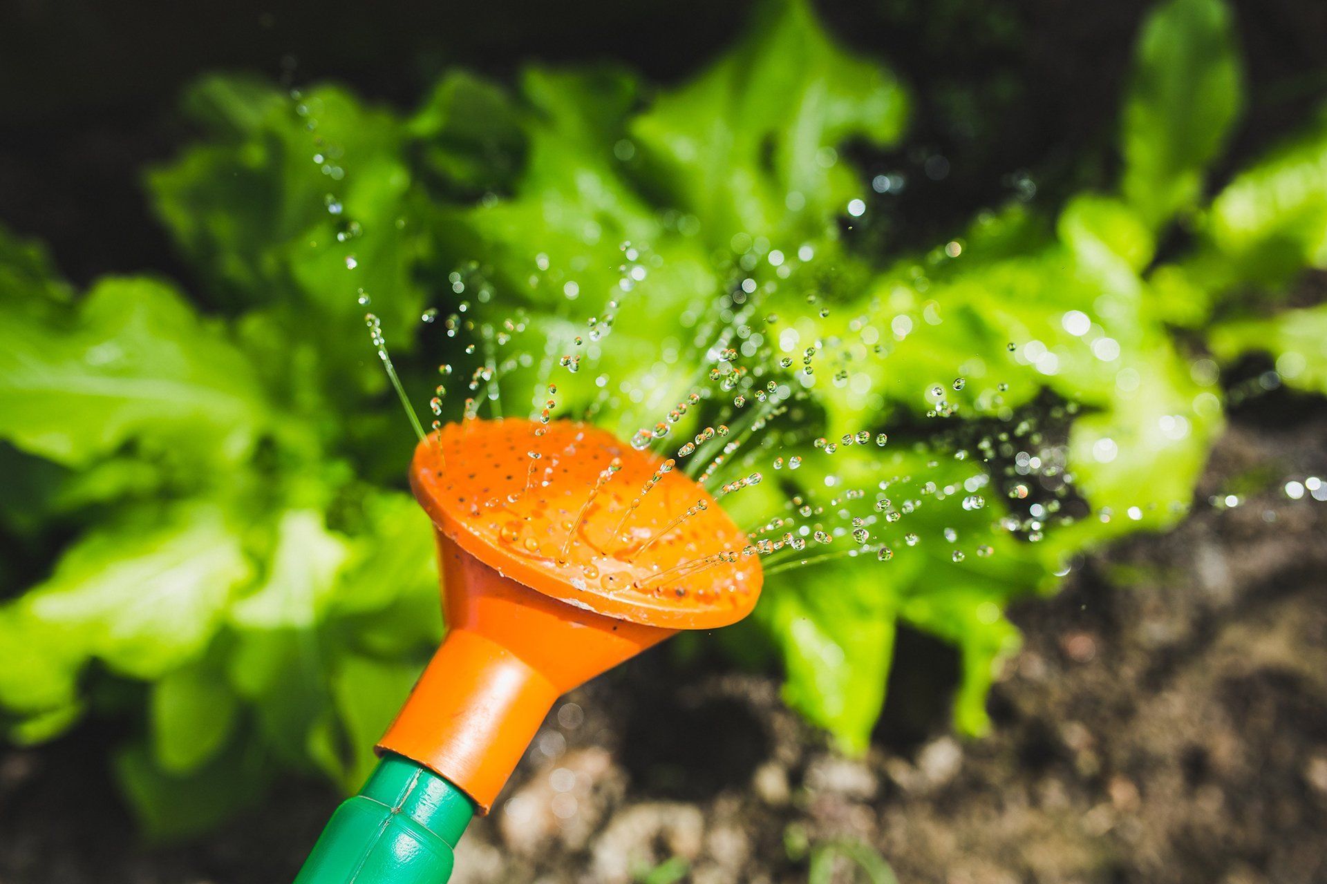 Watering can sprinkles water onto green lettuce in a garden.