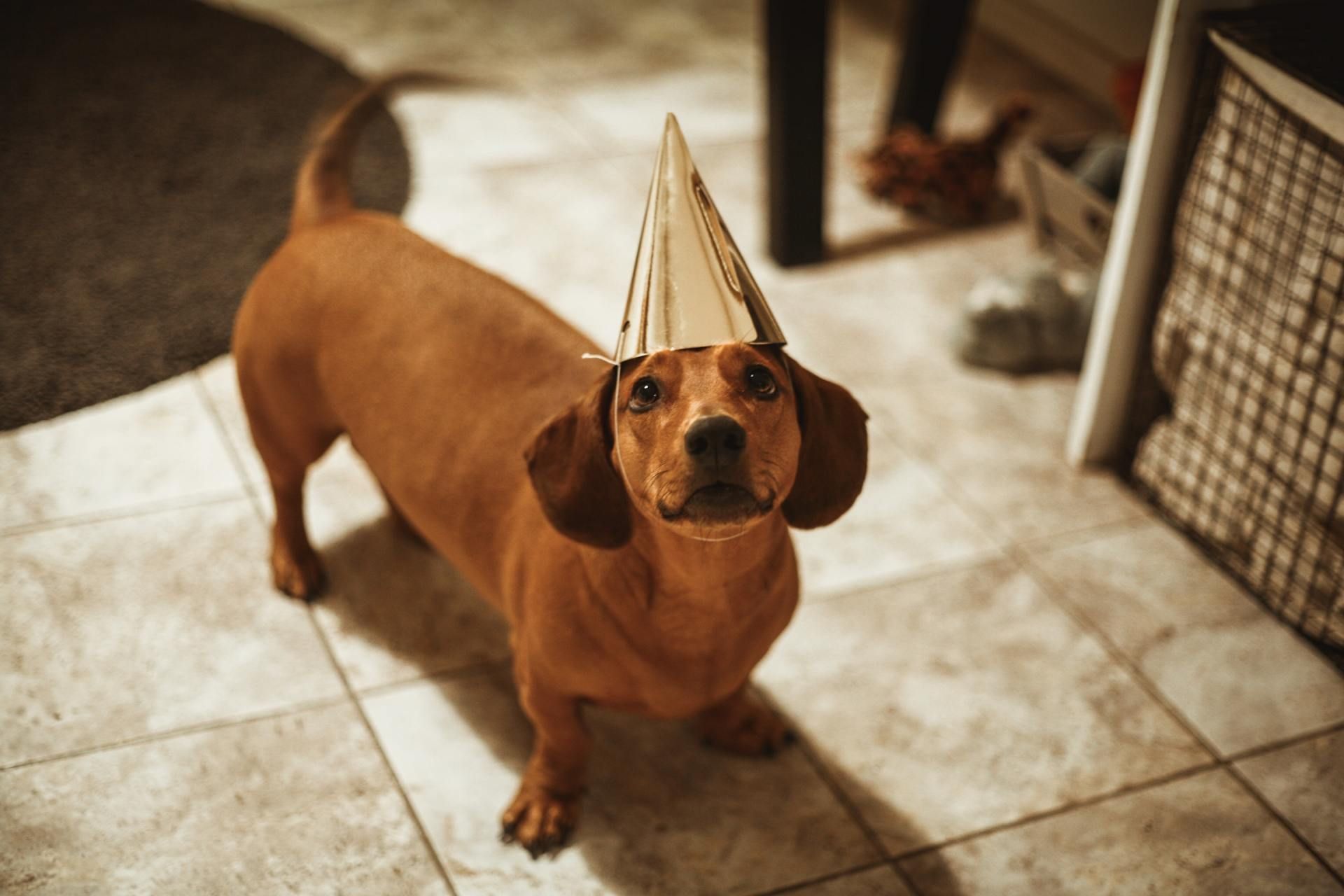 A dachshund wearing a party hat is standing on a tiled floor.