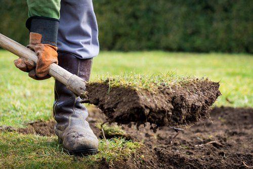 A man has grass and dirt in his shovel as he prepares for landscaping. 