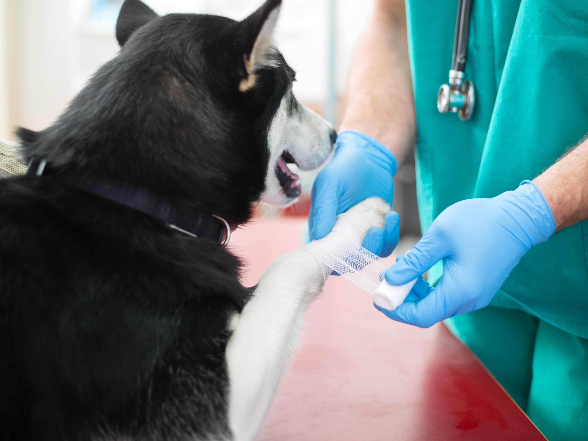 A husky dog is getting its paw bandaged by a veterinarian.