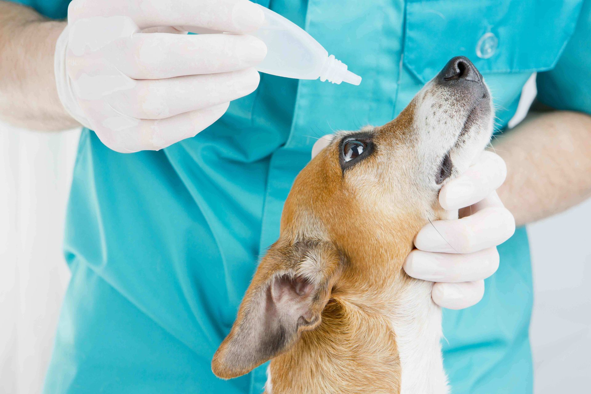 A veterinarian is applying eye drops to a dog 's ear.